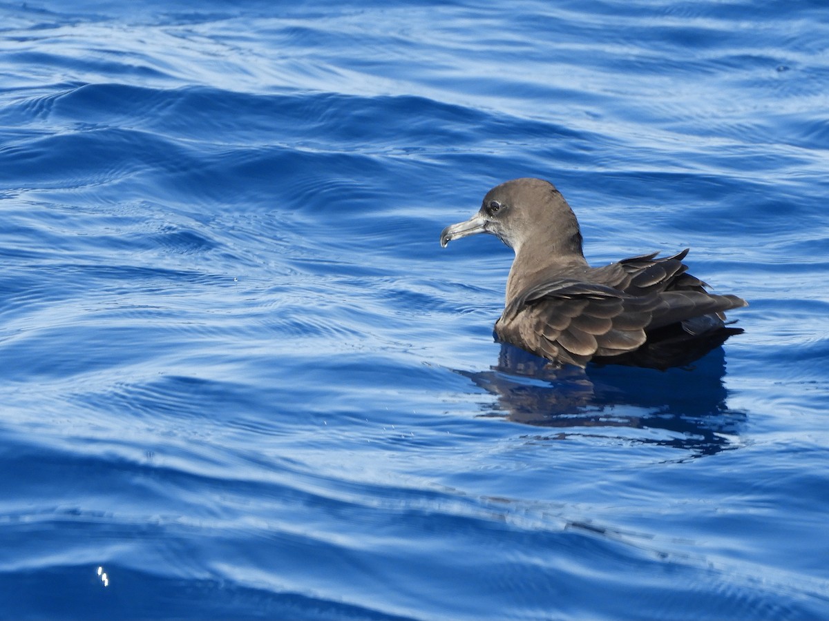 Wedge-tailed Shearwater - ML624421252