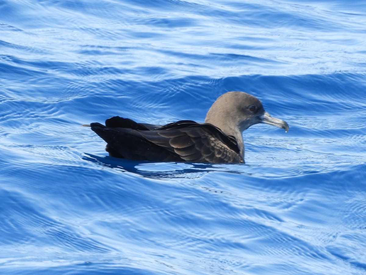 Wedge-tailed Shearwater - ML624421253