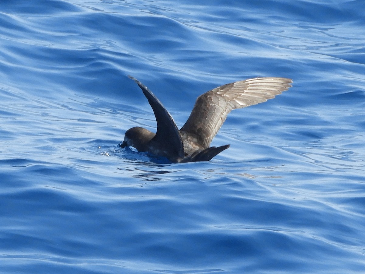 Providence Petrel - ML624421284