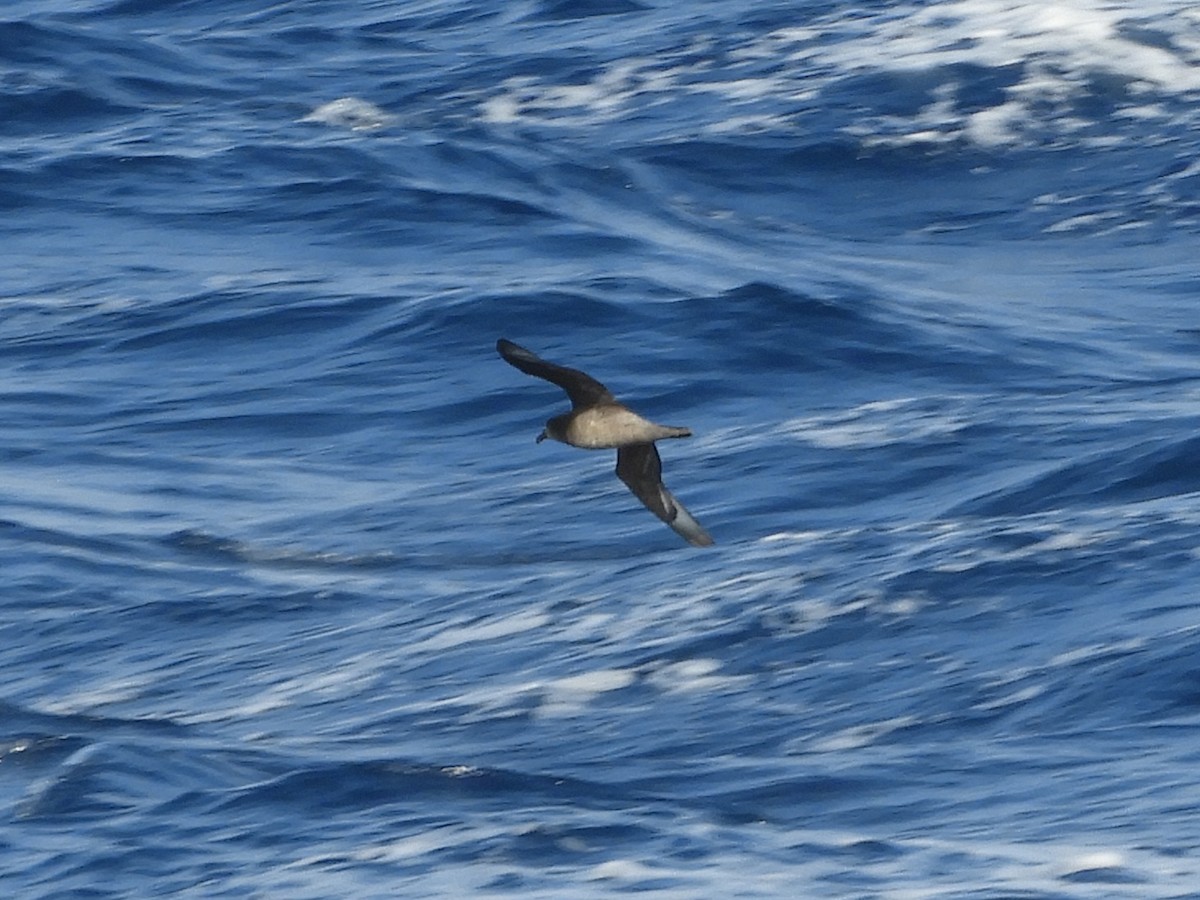 Providence Petrel - ML624421285