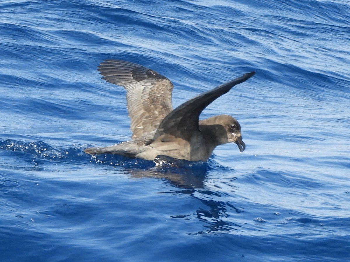 Providence Petrel - ML624421286