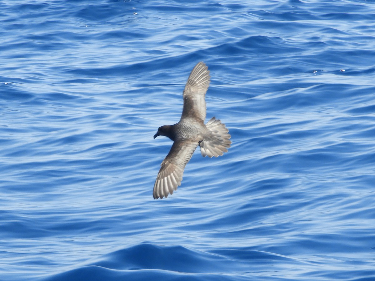 Providence Petrel - ML624421287