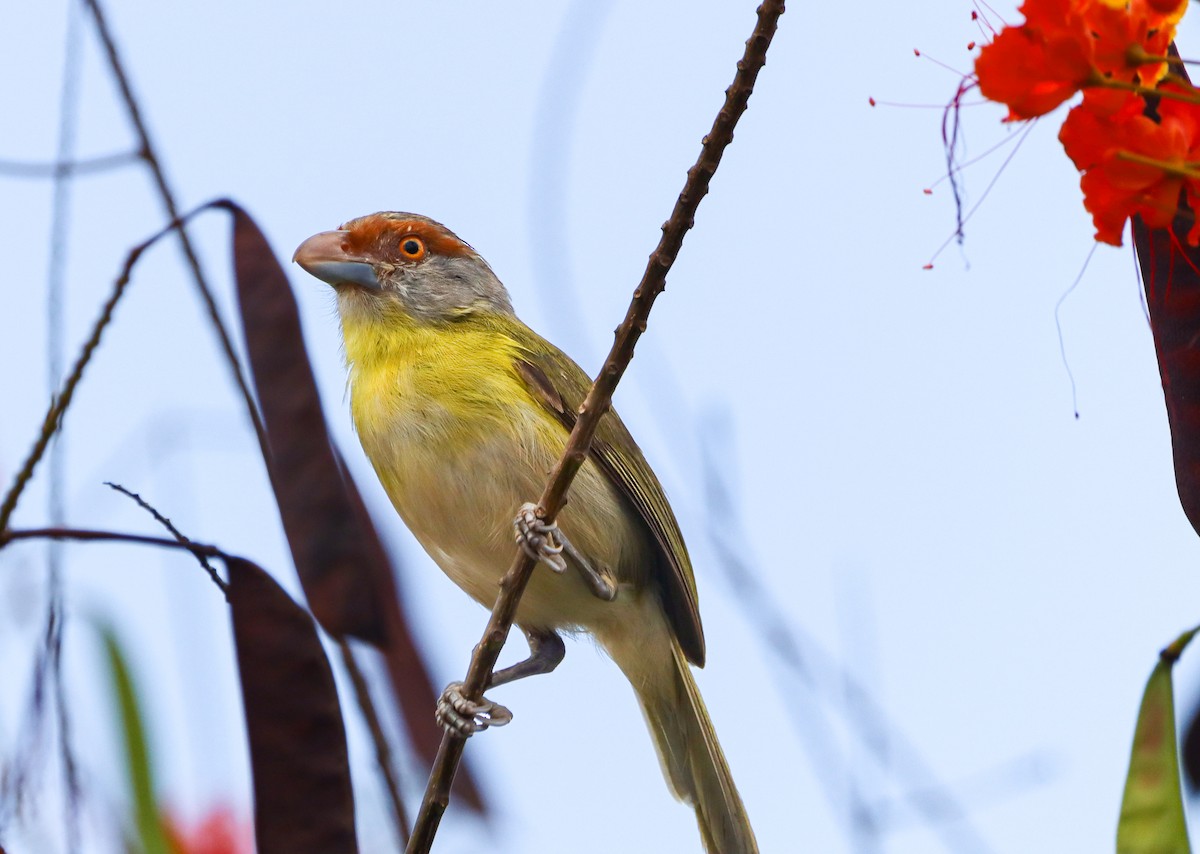 Rufous-browed Peppershrike - ML624421307