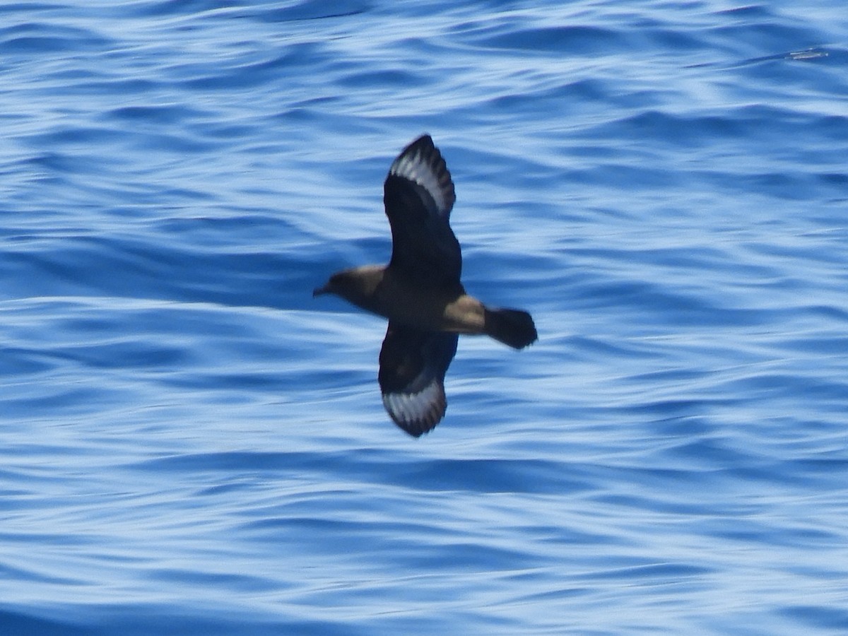 Kermadec Petrel - ML624421324