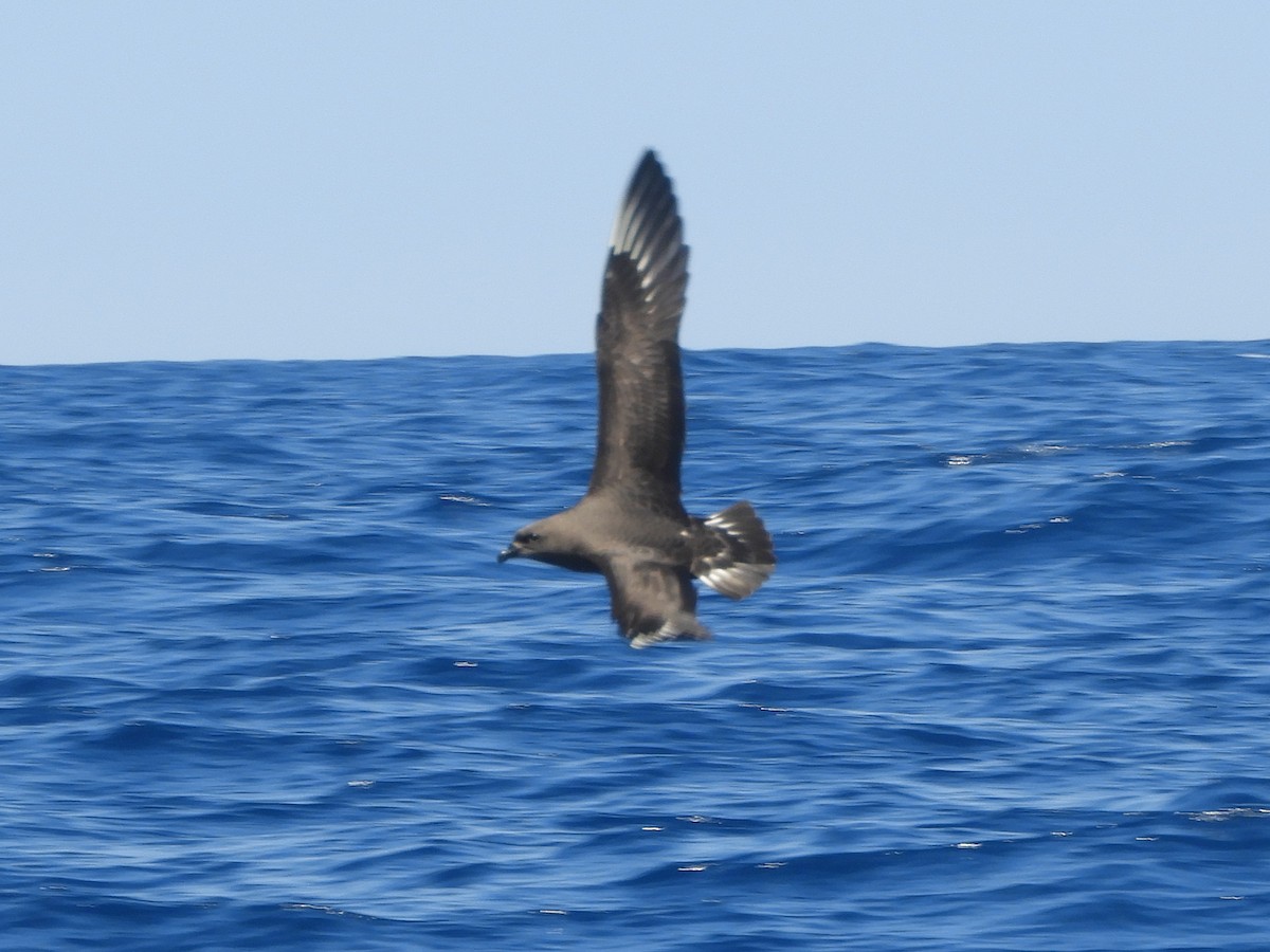 Kermadec Petrel - ML624421325