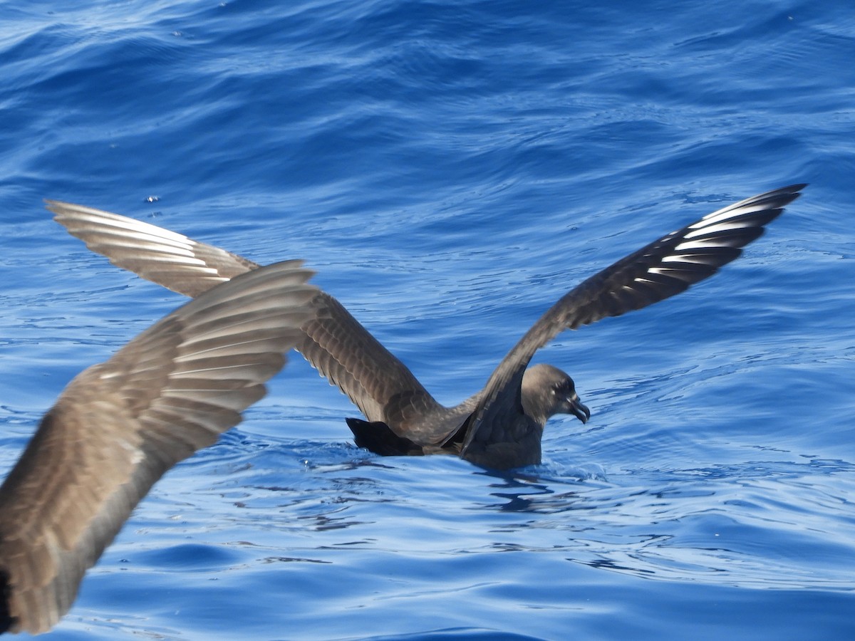 Kermadec Petrel - ML624421326