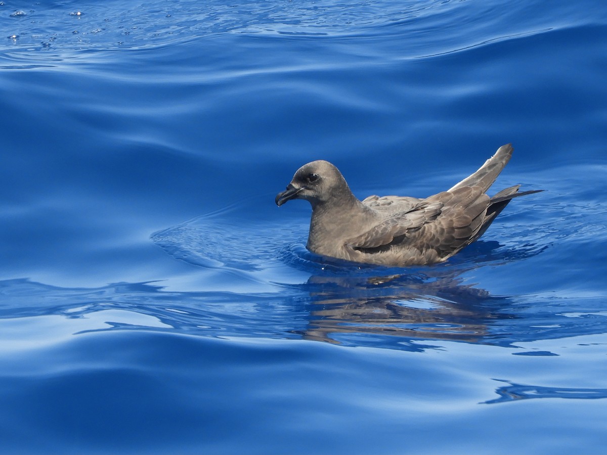 Kermadec Petrel - ML624421345