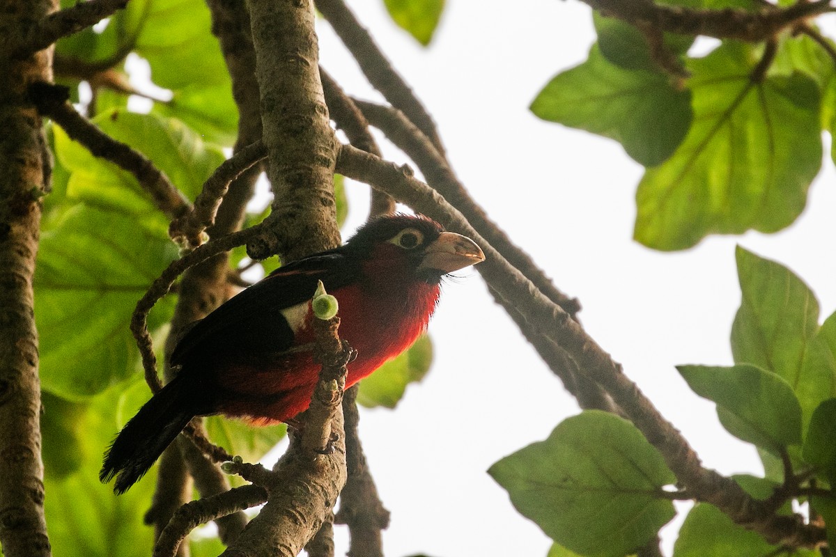 Double-toothed Barbet - ML624421464