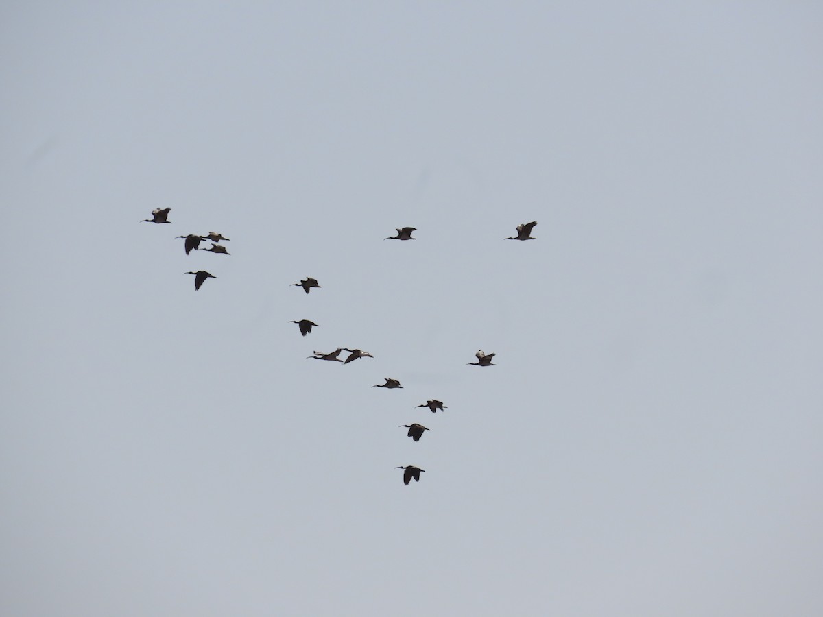 Straw-necked Ibis - Greg Wark