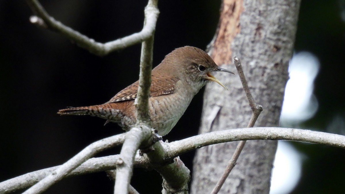 Northern House Wren - ML624421841