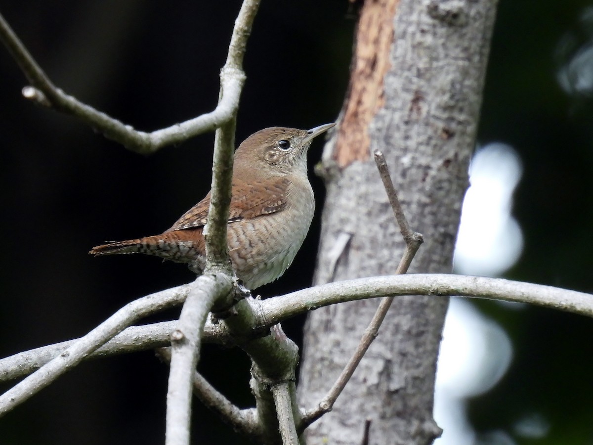 Northern House Wren - ML624421842