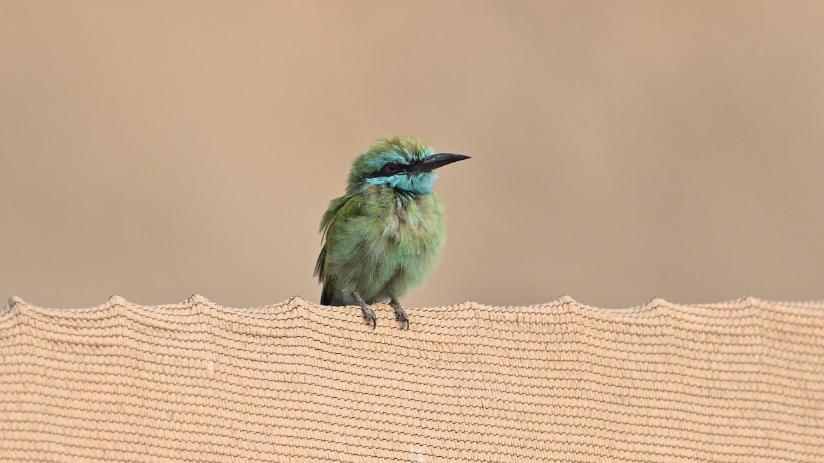 Arabian Green Bee-eater - Vlad Sladariu