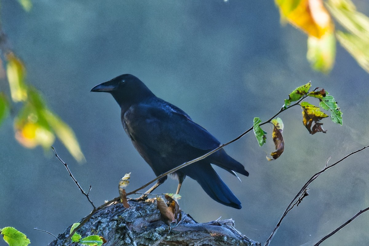 American Crow - ML624421932