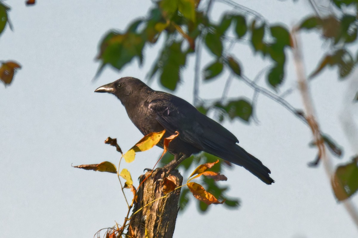 American Crow - ML624421933