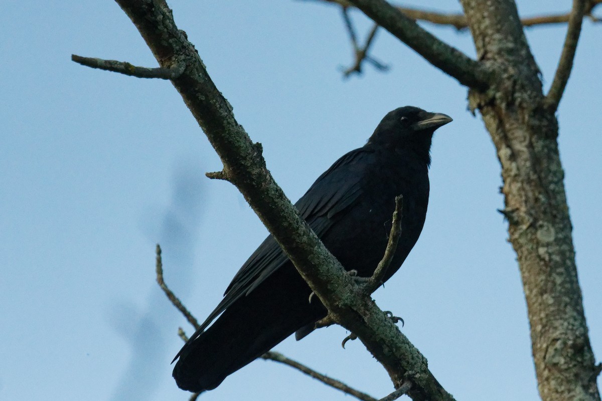 American Crow - ML624421934