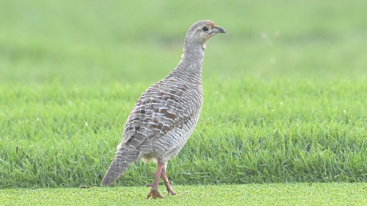 Gray Francolin - ML624421945