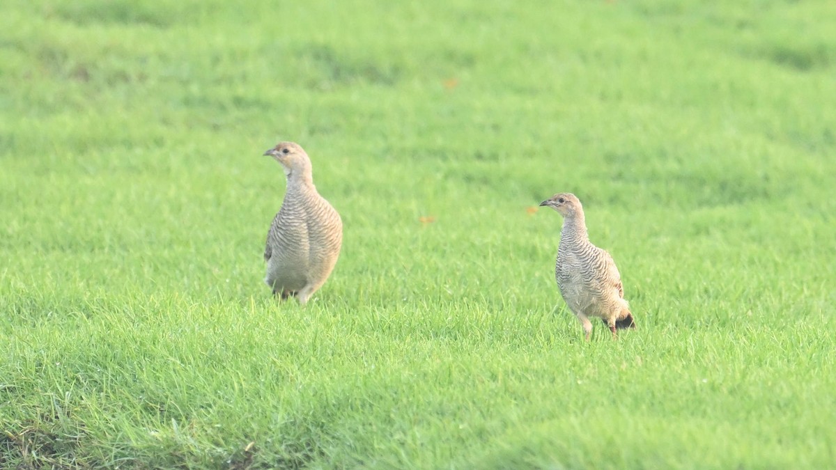 Gray Francolin - ML624421946