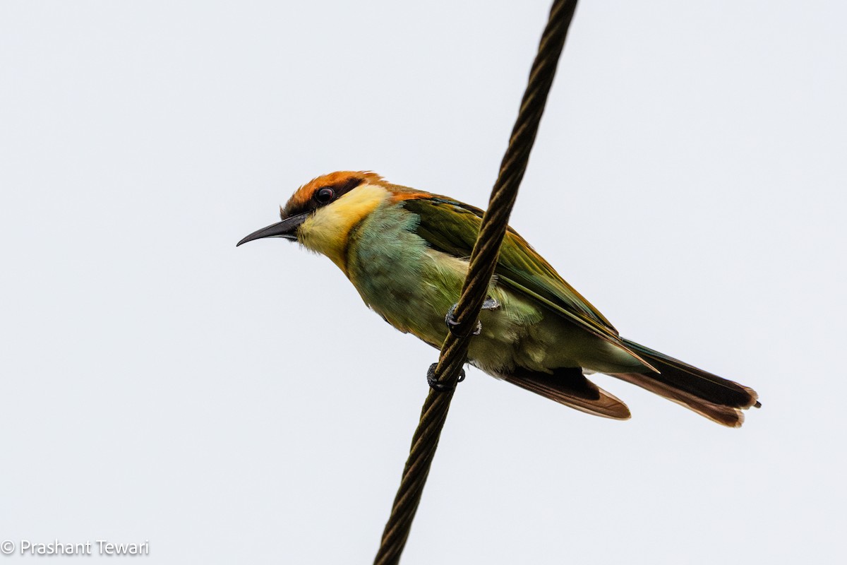 Chestnut-headed Bee-eater - ML624421947