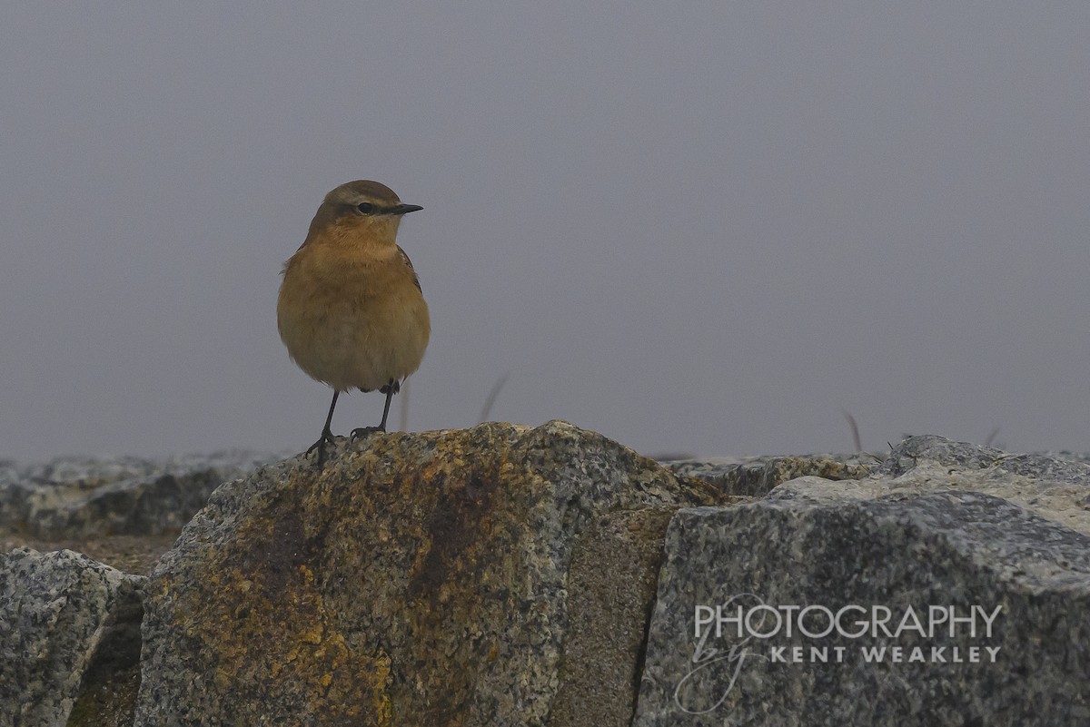 Northern Wheatear (Greenland) - ML624421975