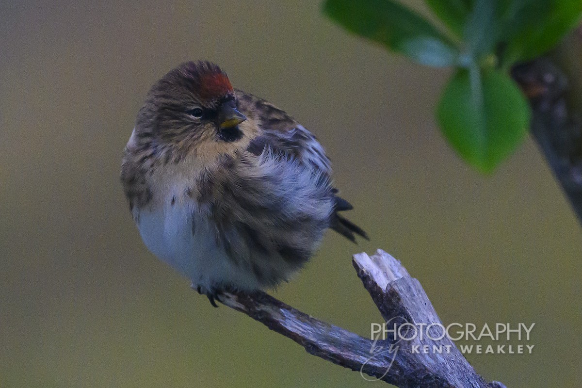 Hoary Redpoll - ML624422002