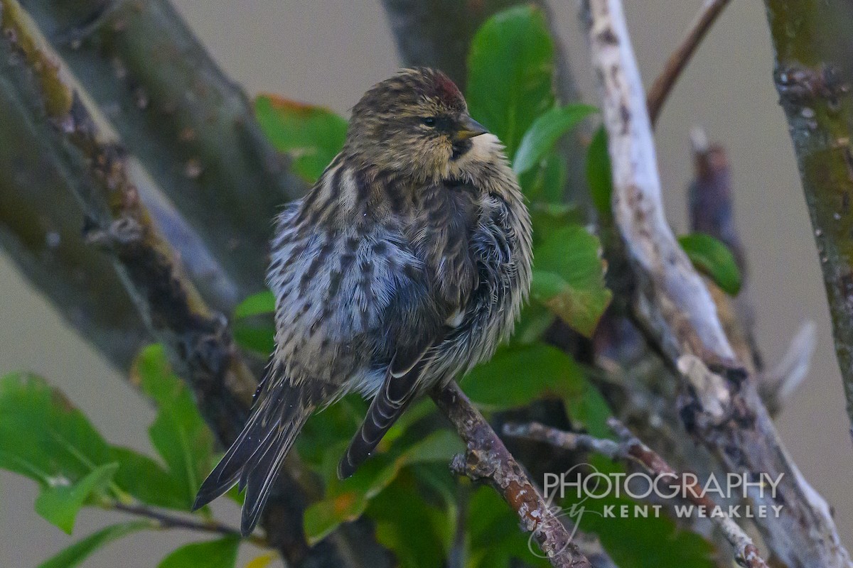 Hoary Redpoll - ML624422003