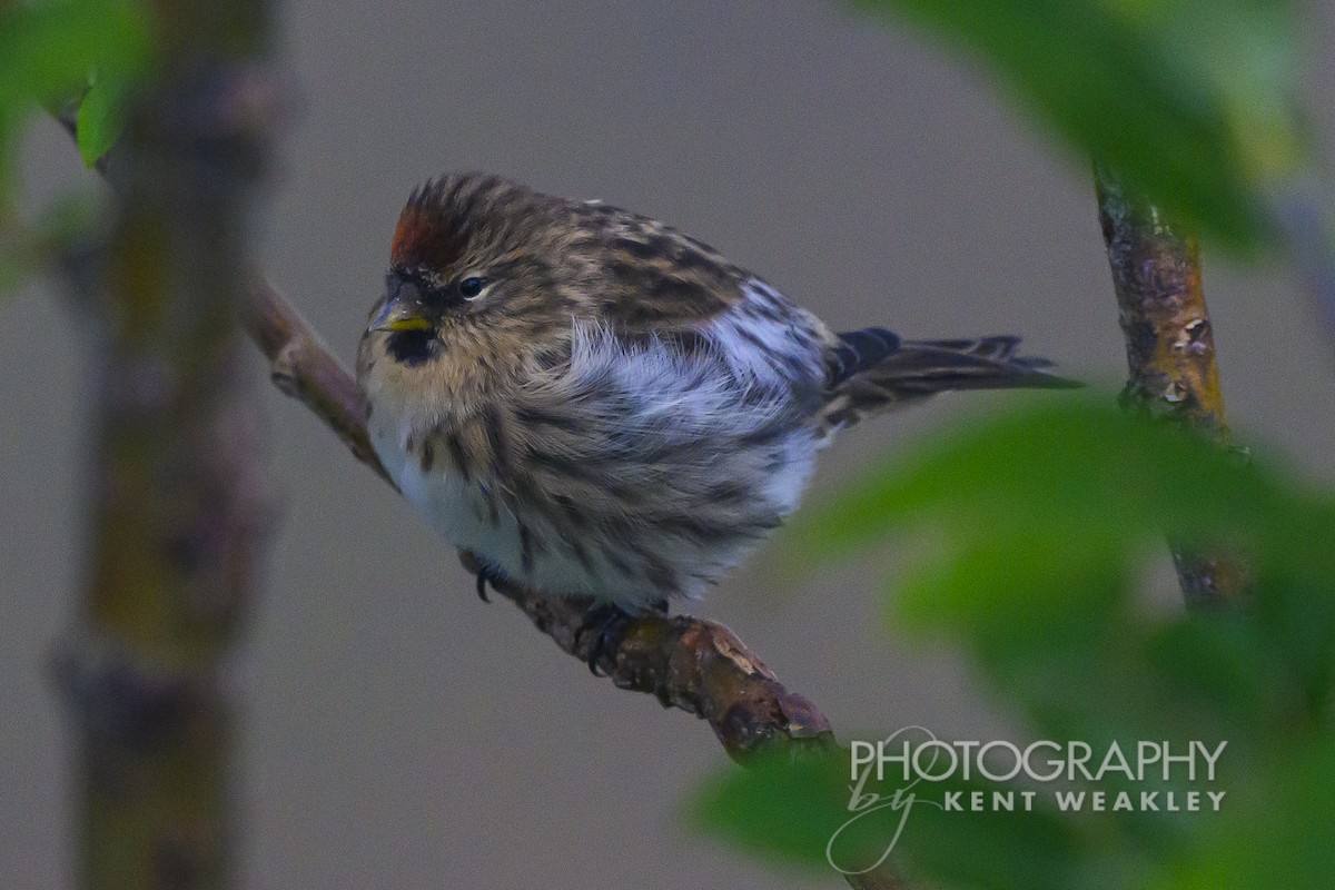 Hoary Redpoll - ML624422028