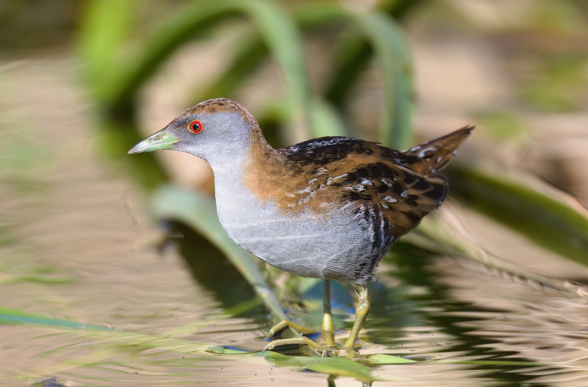 Baillon's Crake - Nik Mulconray