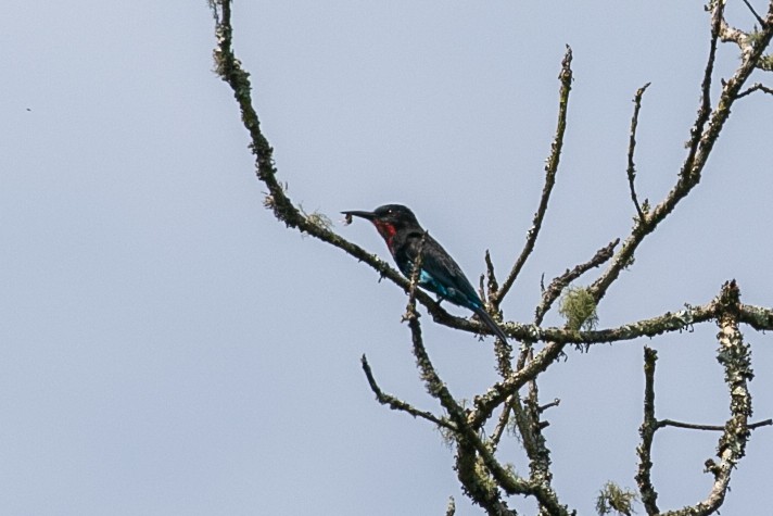 Black Bee-eater - ML624422280