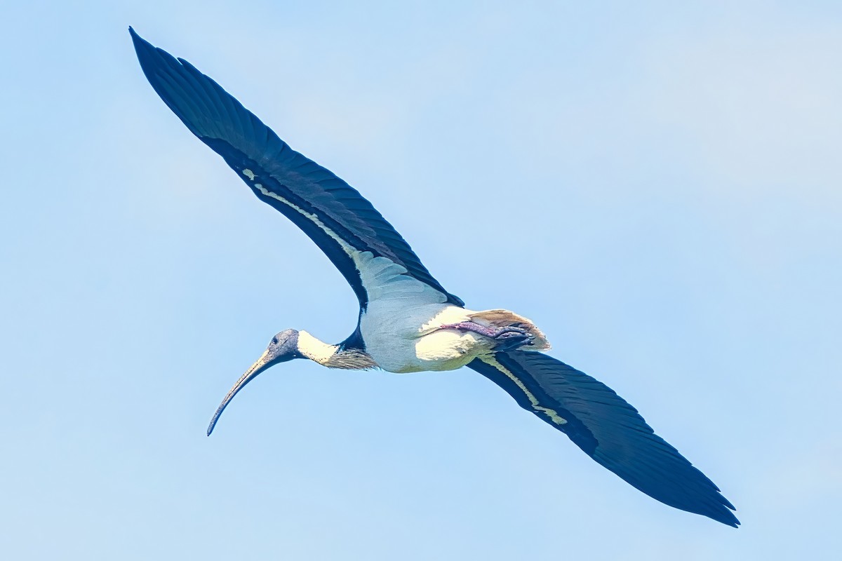 Straw-necked Ibis - ML624422288