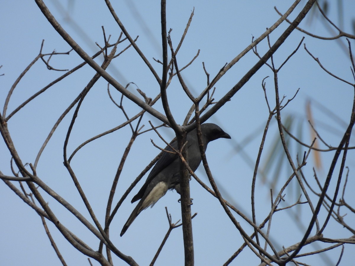 Wallacean Cuckooshrike - ML624422298