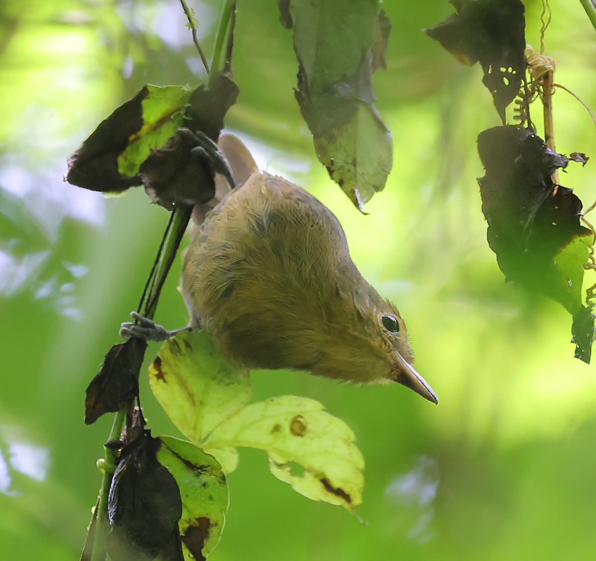 Slaty Antwren - ML624422348