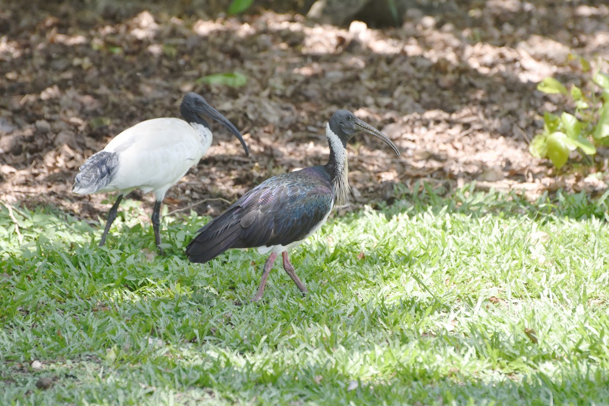 Straw-necked Ibis - ML624422350