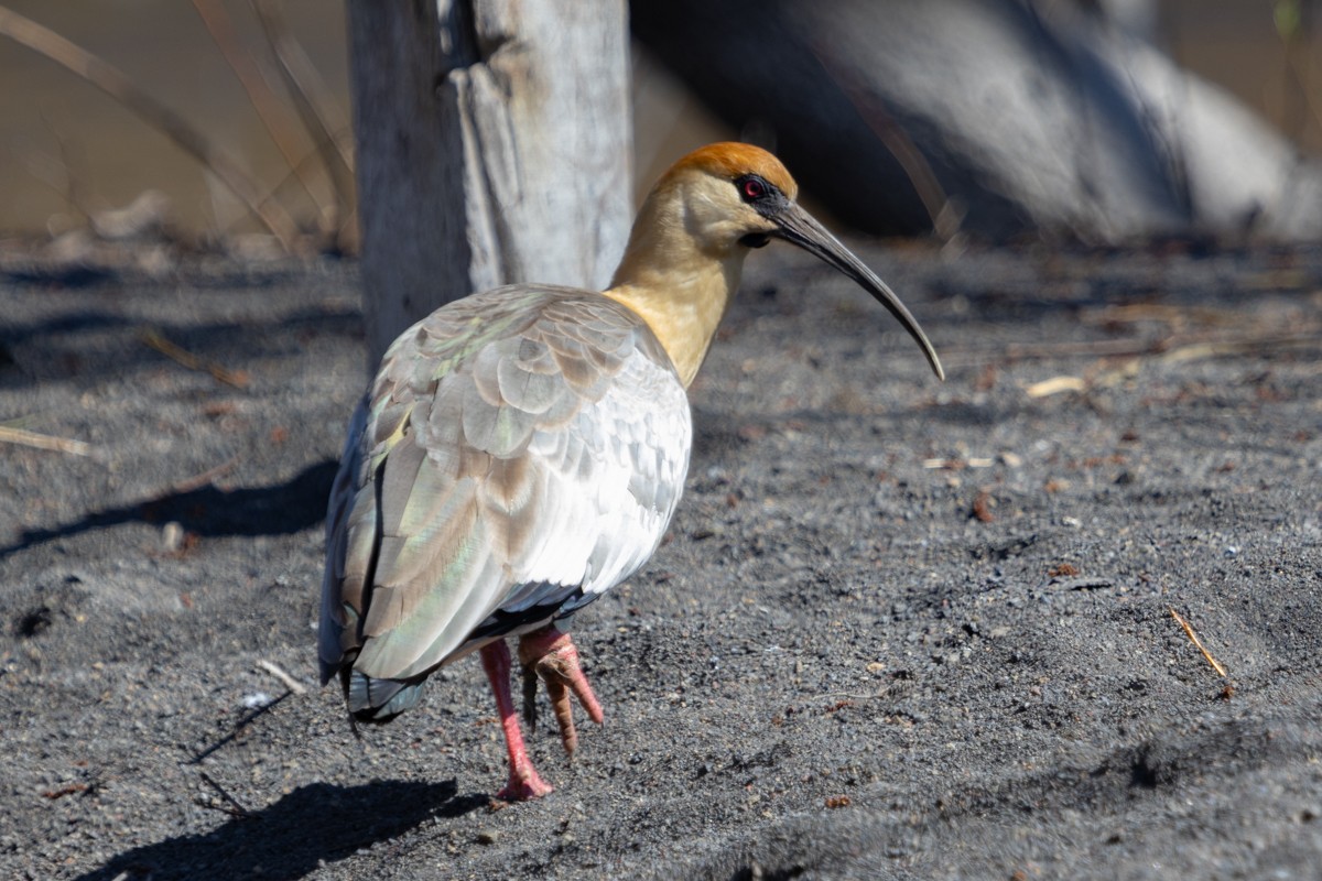 Black-faced Ibis - ML624422414