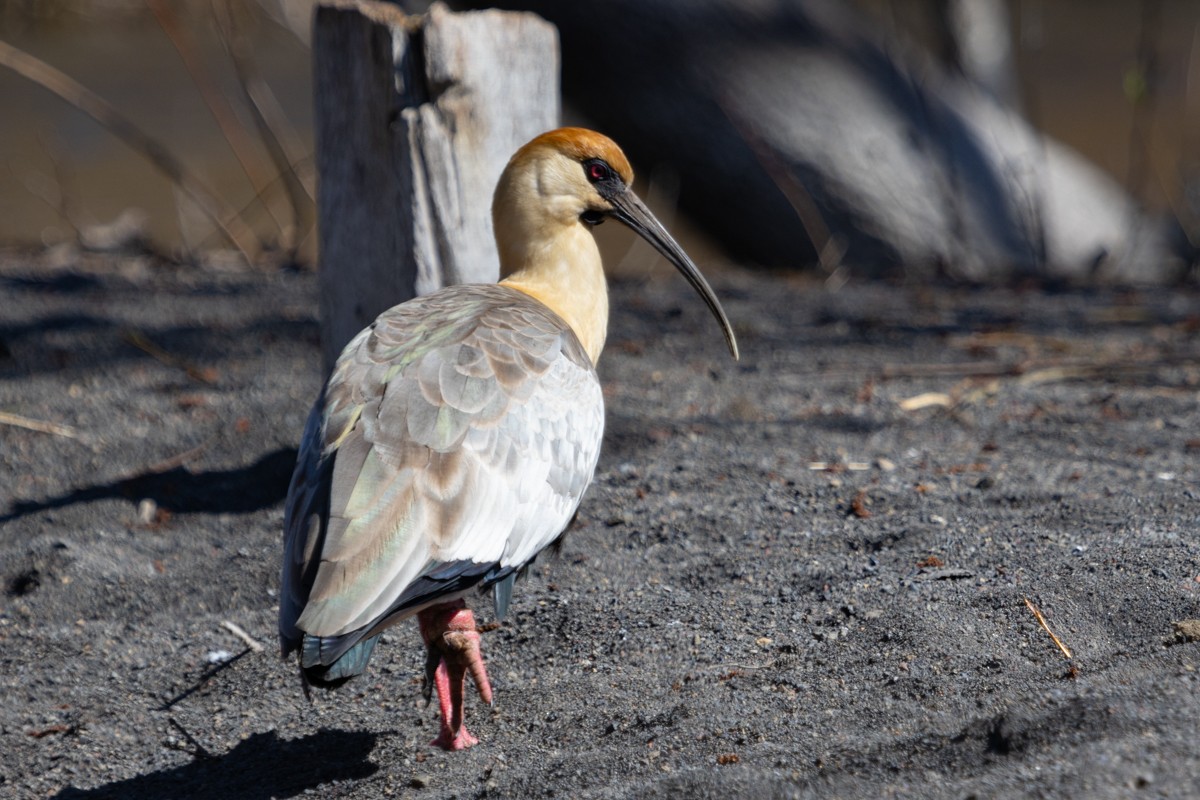 Black-faced Ibis - ML624422415