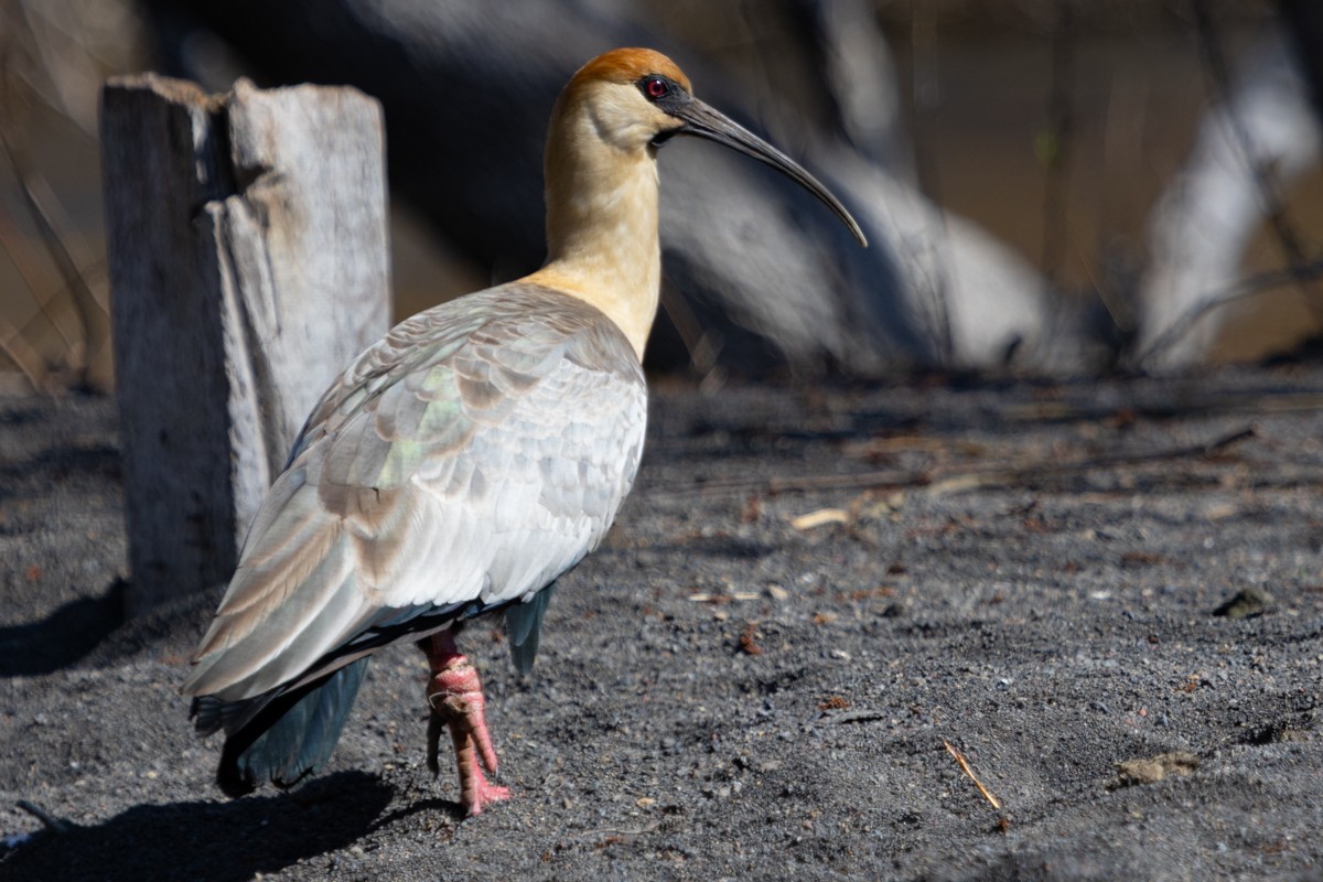 Black-faced Ibis - ML624422416