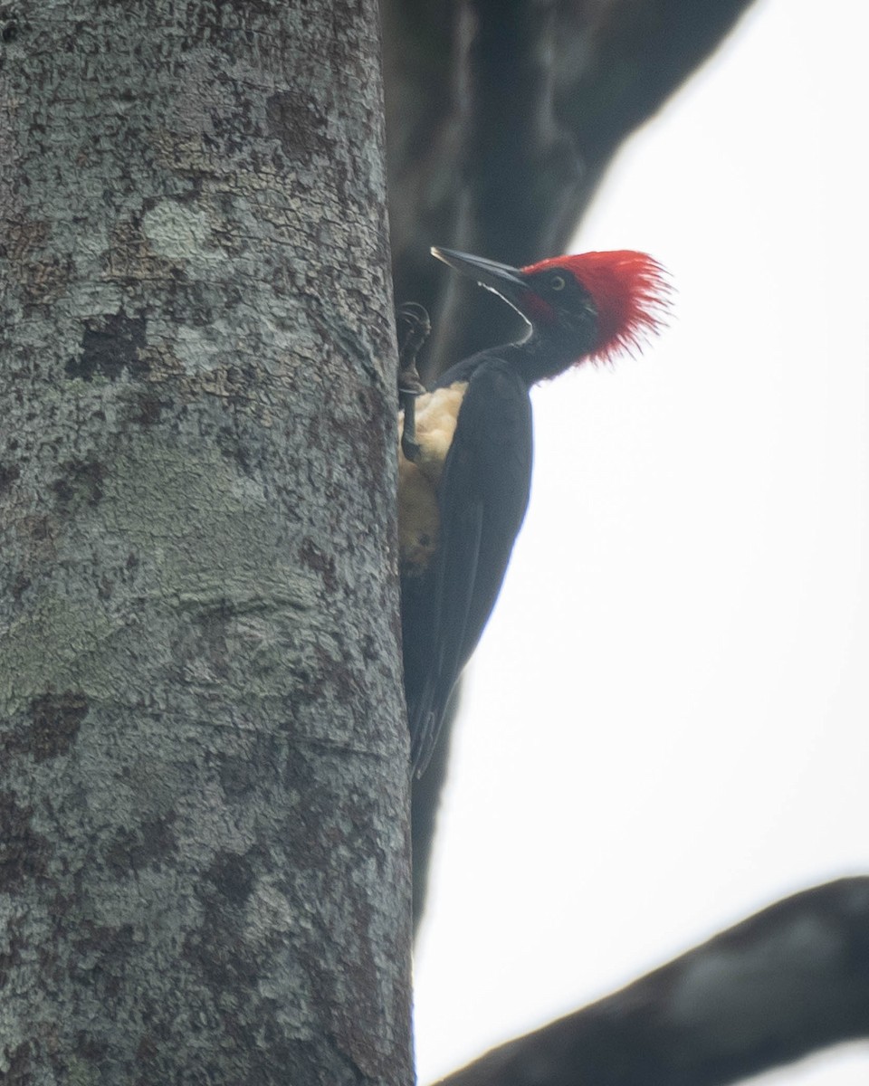 White-bellied Woodpecker - ML624422541