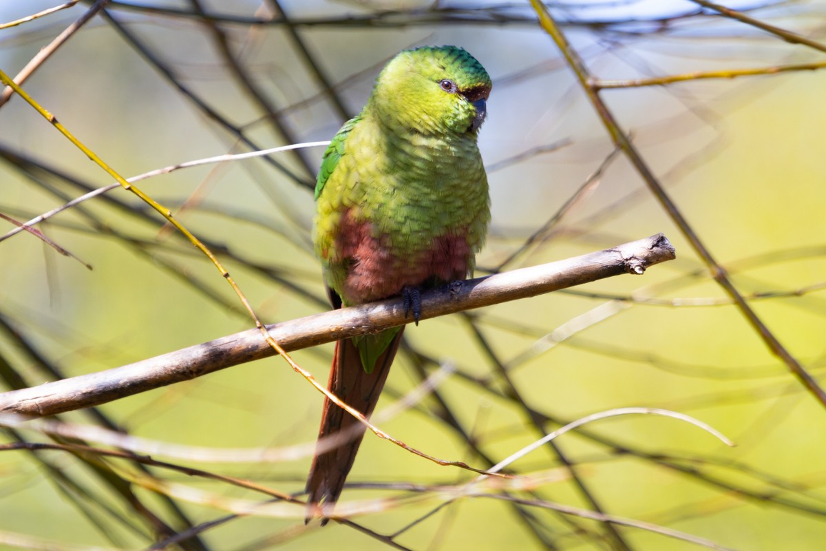 Austral Parakeet - Pedro Burgos Villaseca