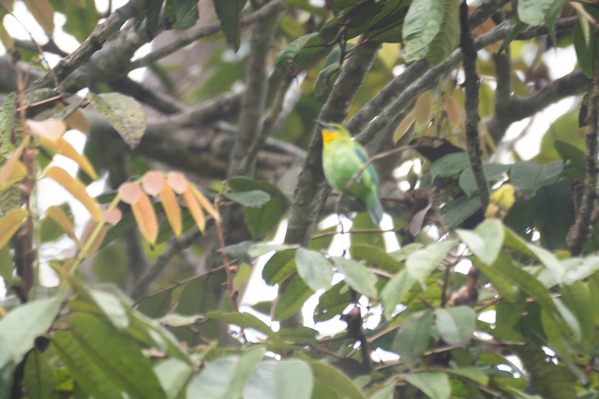 Yellow-throated Leafbird - ML624422552