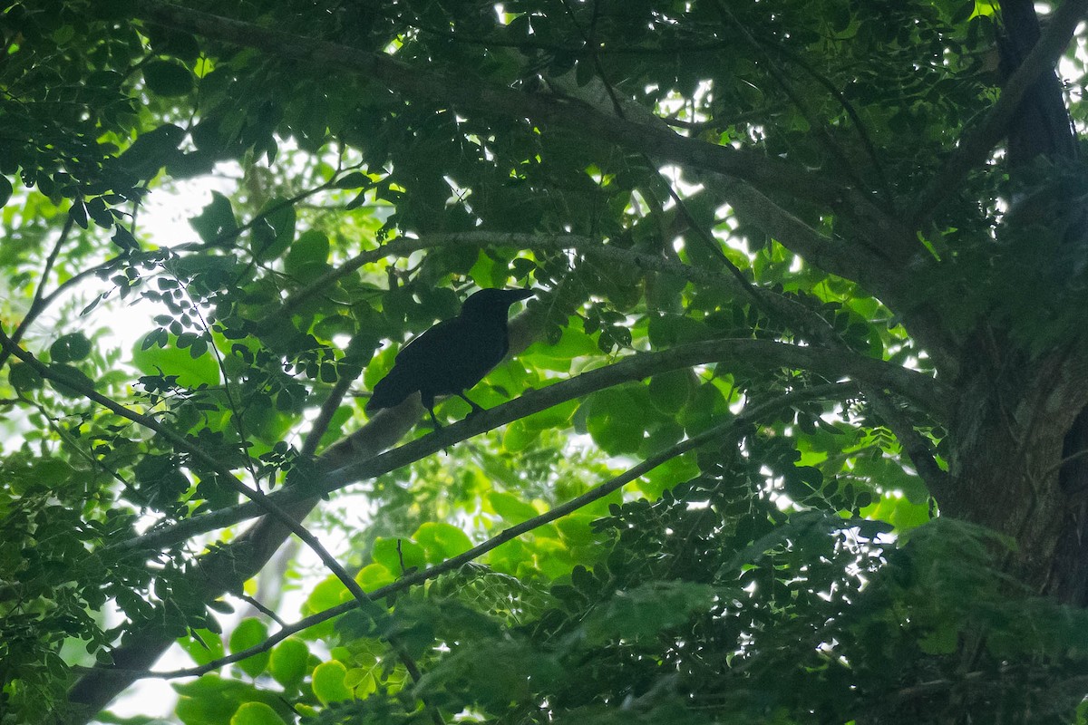 Palawan Crow - ML624422590