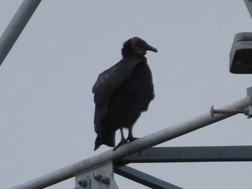 Black Vulture - ML624422624