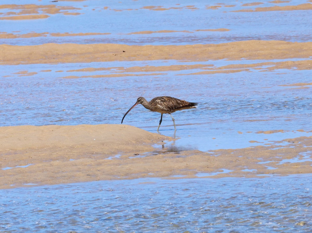 Far Eastern Curlew - ML624422849