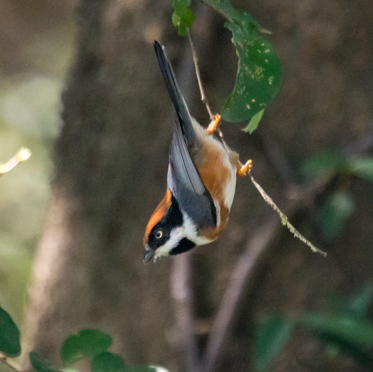 Black-throated Tit - ML624423024