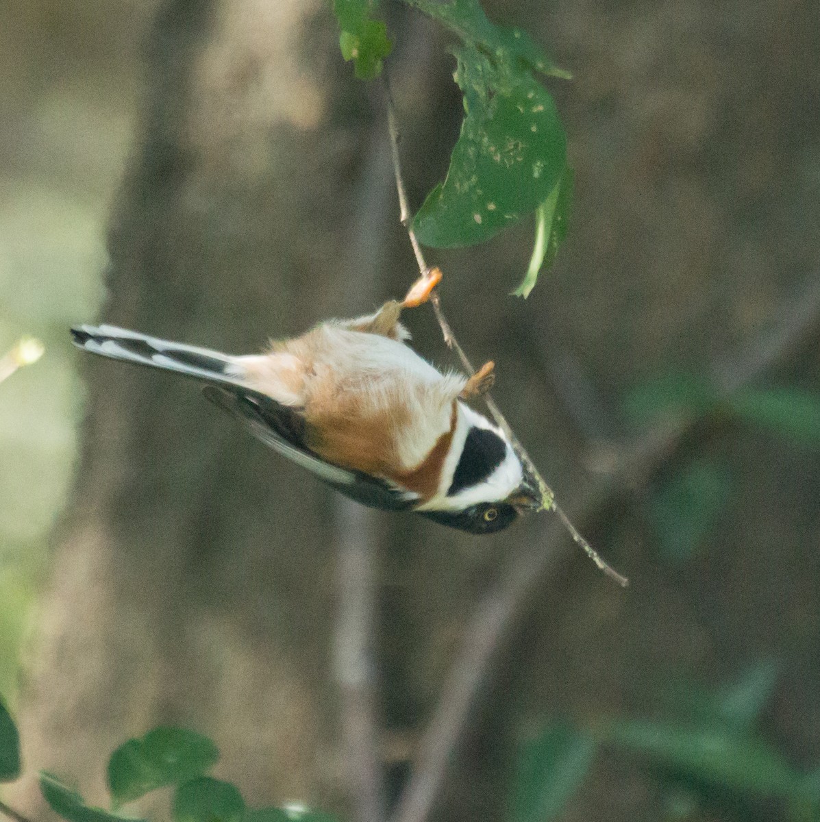 Black-throated Tit - ML624423025