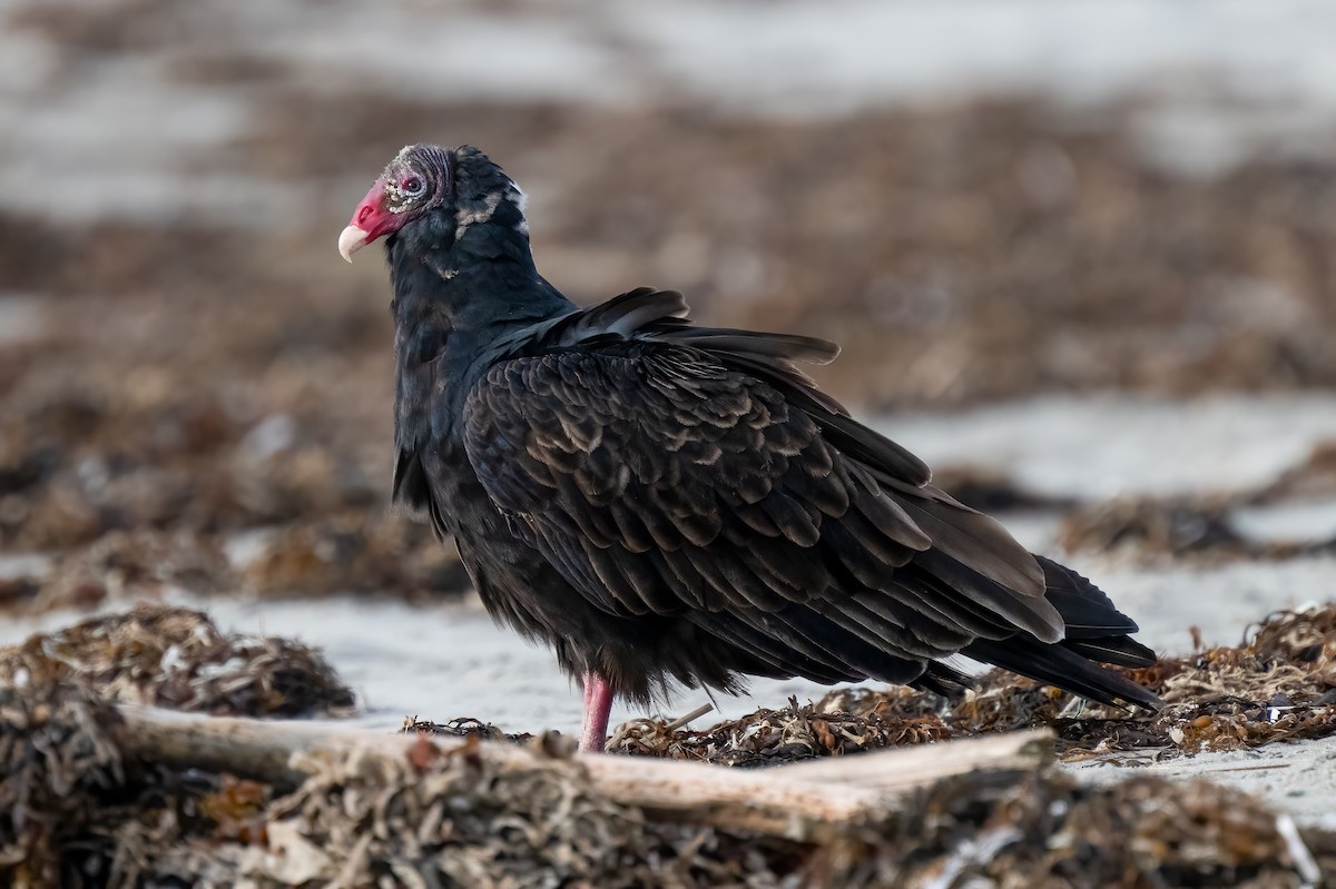 Turkey Vulture - ML624423046