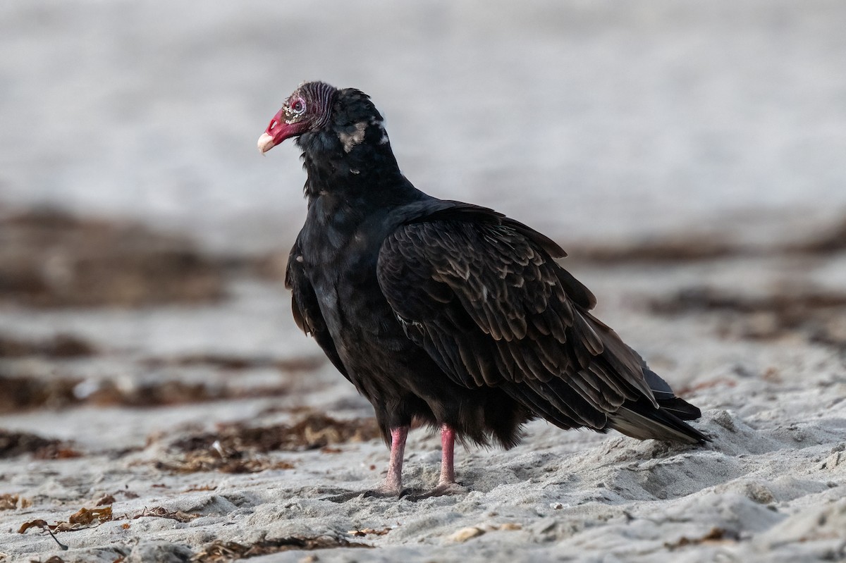 Turkey Vulture - ML624423047