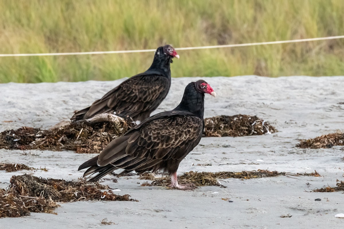 Turkey Vulture - ML624423048