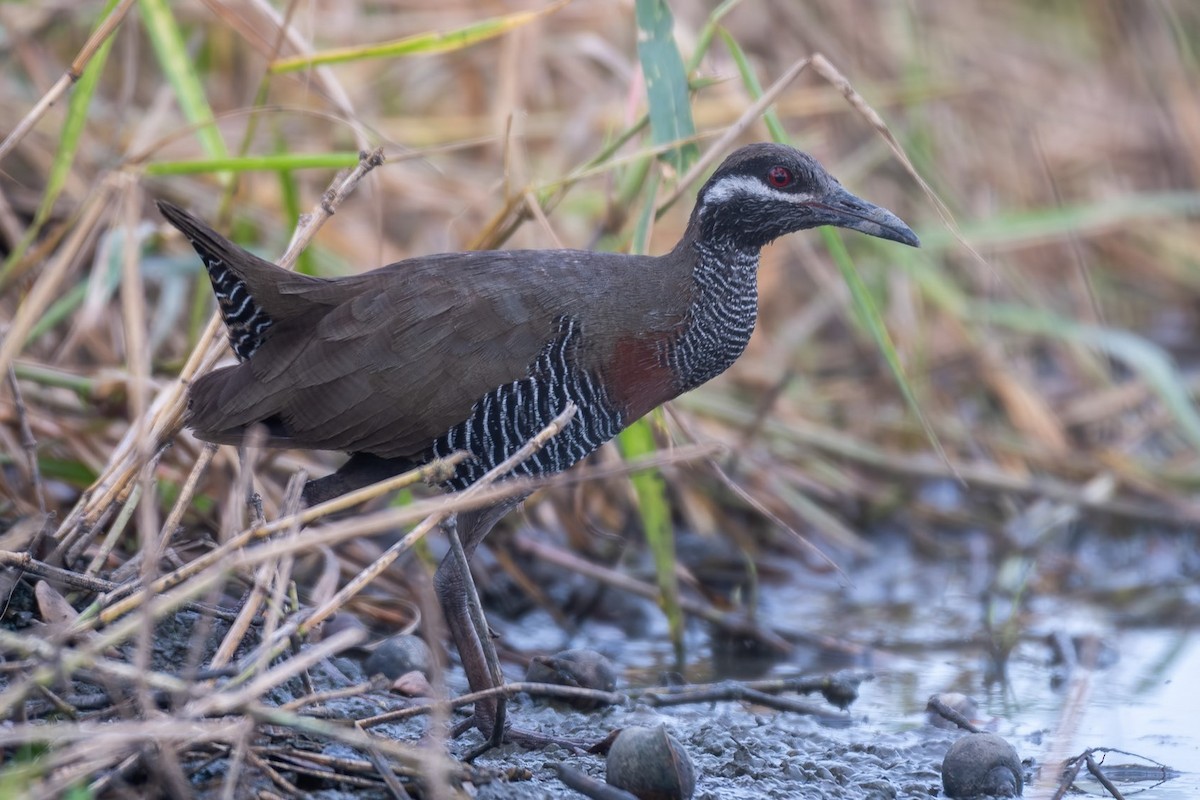 Barred Rail - ML624423060