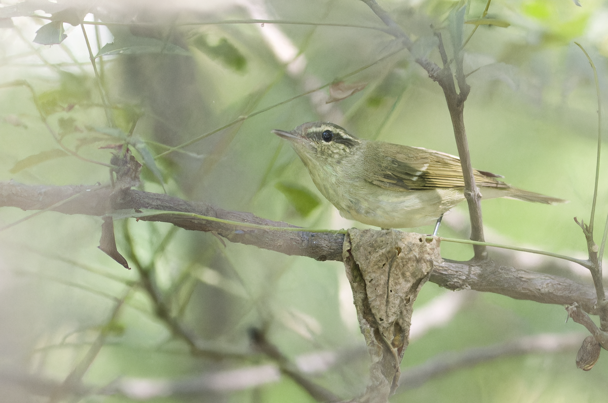 Large-billed Leaf Warbler - Kavi Nanda