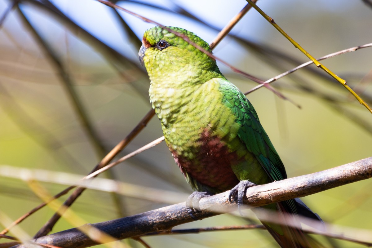 Austral Parakeet - ML624423081