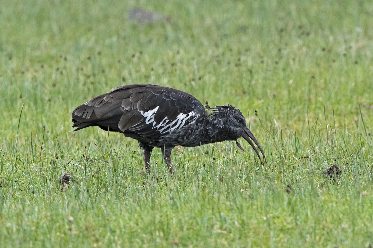 Wattled Ibis - ML624423166